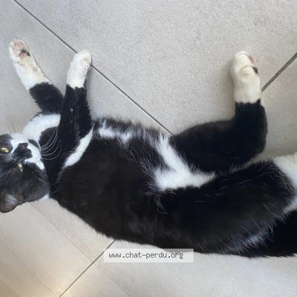 Photo 1/1 Chat trouvé Trouvé à Begles