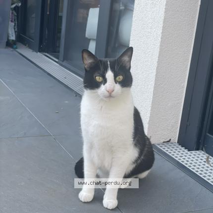 Photo de chat perdu à Villiers Sur Marne