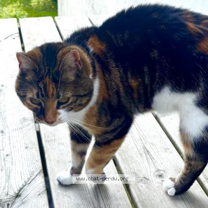 Photo 1/1 Chat retrouvé Trouvé à Quimperle