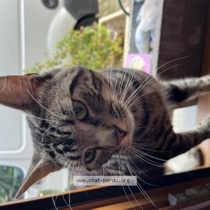 Photo de chat perdu à Calais