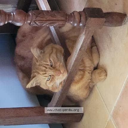 Photo 1/1 Chat retrouvé Perdu à Pleucadeuc