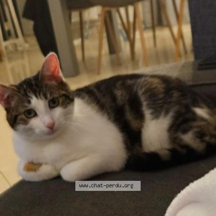 Photo de chat perdu à Compiegne