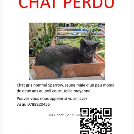 Photo 1/1 Chat retrouvé Perdu à Saint Marcel Les Valence