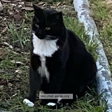 Photo 1/1 Chat retrouvé Perdu à Olonne Sur Mer