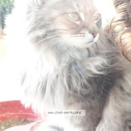 Photo de chat perdu à Cabestany