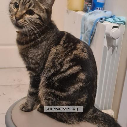 Photo 1/1 Yushi Chat perdu à Montrouge