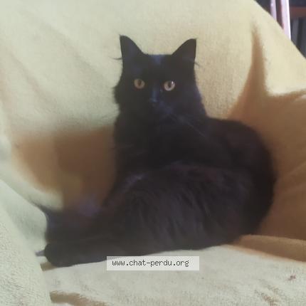 Photo 1/1 Pirouette Chat perdu à Trois palis