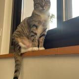 Photo de chat perdu à Rosieres Pres Troyes