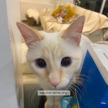 Photo 1/1 Akita Chat perdu à Fontenay aux roses