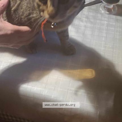 Photo de chat perdu à Lambersart