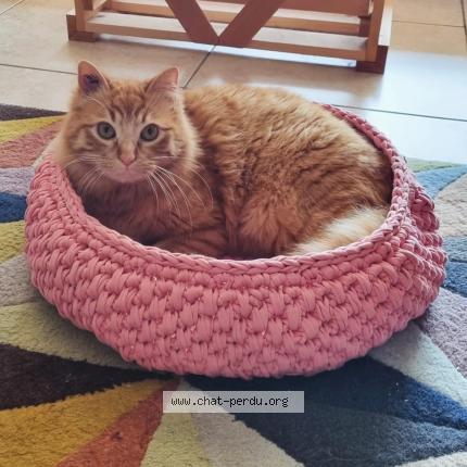 Photo 1/1 Chat retrouvé Perdu à Villeveyrac