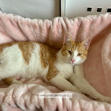 Photo 1/1 Chat retrouvé Perdu à Bedarieux