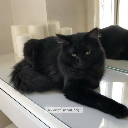 Photo de chat perdu à Paris