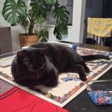 Photo de chat perdu à Villeveque
