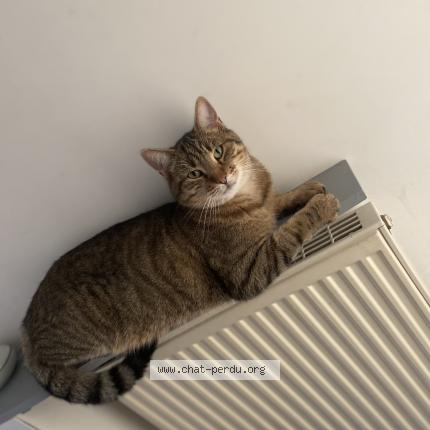 Photo de chat perdu à Charpont