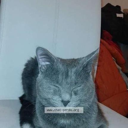 Photo de chat perdu à Stains