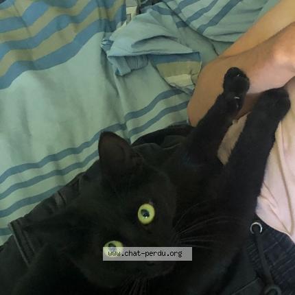 Photo de chat perdu à Poitiers