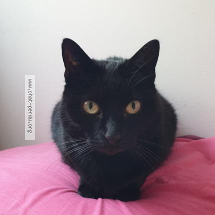 Photo 1/1 Baghira Chat perdu à Maison laffitte