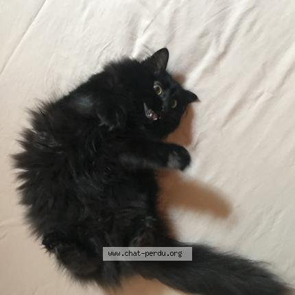 Photo de chat perdu à Nevers