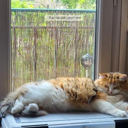 Photo de chat perdu à Joue Les Tours