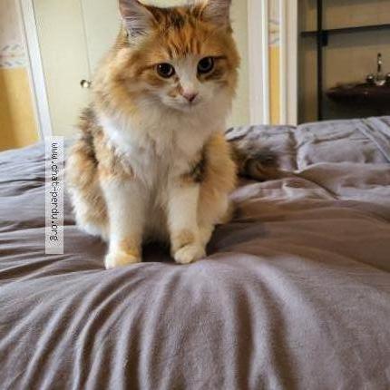 Photo 2/2 Chat retrouvé Perdu à Joue Les Tours