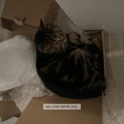 Photo de chat perdu à Illkirch Graffenstaden