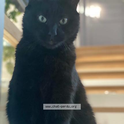 Photo de chat perdu à Oyre