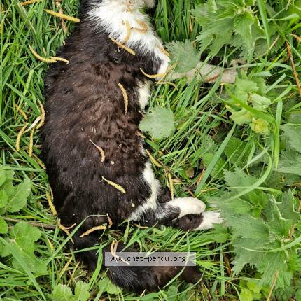 Photo 1/1 Chat trouvé Trouvé à West cappel