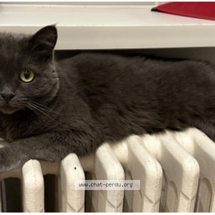 Photo 1/1 Isis Chat perdu à Flobecq