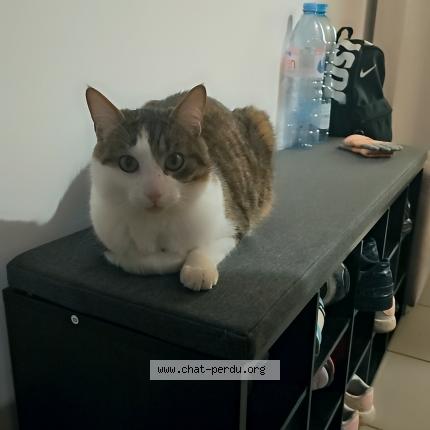 Photo de chat perdu à Taissy