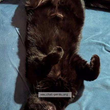 Photo 1/1 Chat retrouvé Perdu à Saint Jeannet