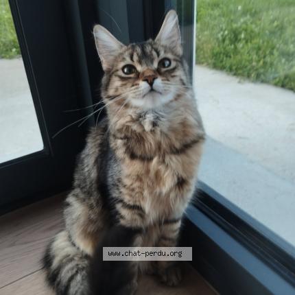 Photo 1/1 Chat retrouvé Perdu à Voiron