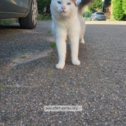 Photo 1/1 Yuki Chat perdu à Schoenenbourg
