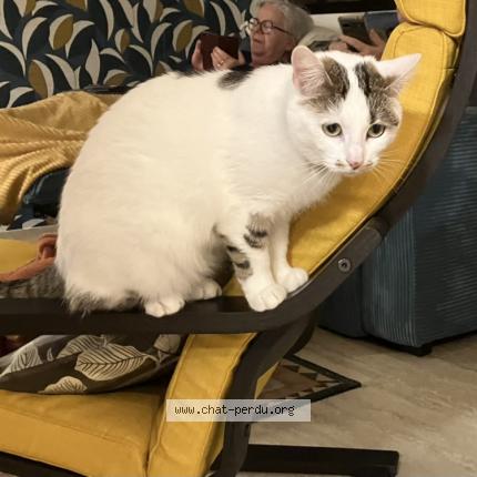 Photo de chat perdu à Saint Cyr Sur Morin