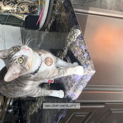 Photo 1/2 Chipi Chat perdu à Repentigny chipi est une chatte
