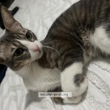 Photo 2/2 Chipi Chat perdu à Repentigny chipi est une chatte