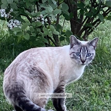 Photo de chat perdu à St Jean De Vedas
