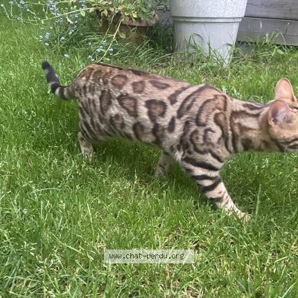 Photo de chat trouvé à Riec Sur Belon
