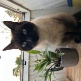 Photo de chat perdu à Saint Arnoult En Yvelines