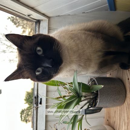 Photo 1/1 Chat retrouvé Perdu à Saint Arnoult En Yvelines
