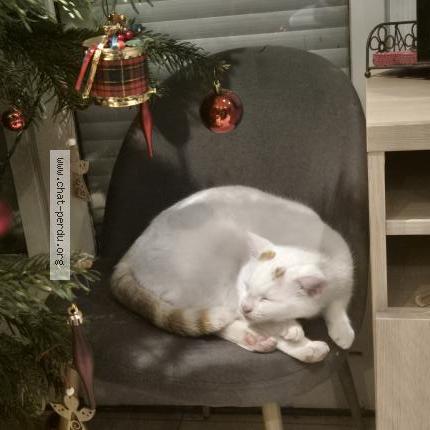 Photo 1/1 Ouki Chat perdu à Venissieux