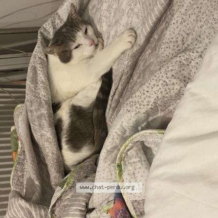 Photo 1/2 Chat retrouvé Perdu à Thionville