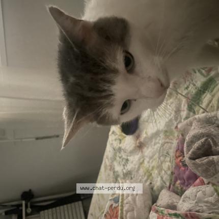 Photo 2/2 Chat retrouvé Perdu à Thionville
