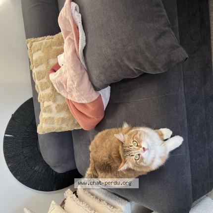 Photo 1/1 Rumba Chat perdu à Vienne