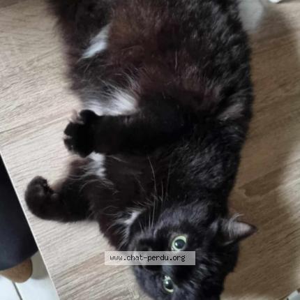 Photo 1/1 Bébé Chat perdu à Wizernes