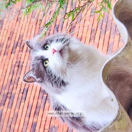 Photo 1/1 Chat retrouvé Perdu à Tourcoing