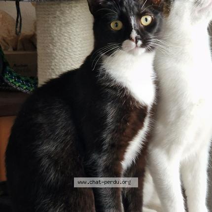 Photo de chat perdu à Douzains