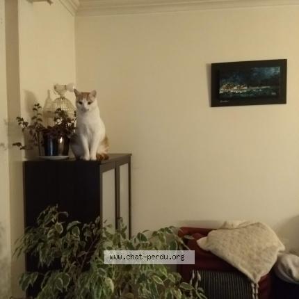 Photo 1/1 Chat retrouvé Perdu à Saint Georges Des Groseillers