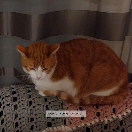 Photo 1/1 Nala Chat perdu à La roche sur yon
