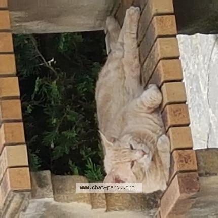 Photo de chat perdu à Montreuil